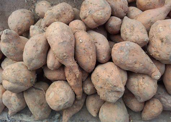 紅薯渣烘干機(jī) 紅薯渣烘干機(jī)