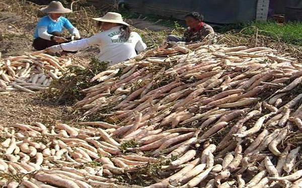 薯渣烘干生產線中都包含哪些設備 薯渣烘干生產線中都包含哪些設備