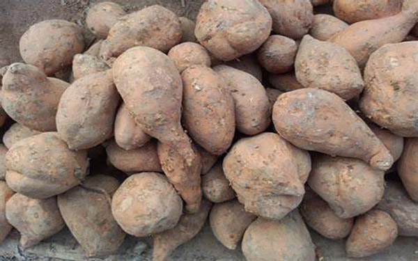 薯渣烘干機(jī)如何順利過環(huán)評(píng) 薯渣烘干機(jī)如何順利過環(huán)評(píng)